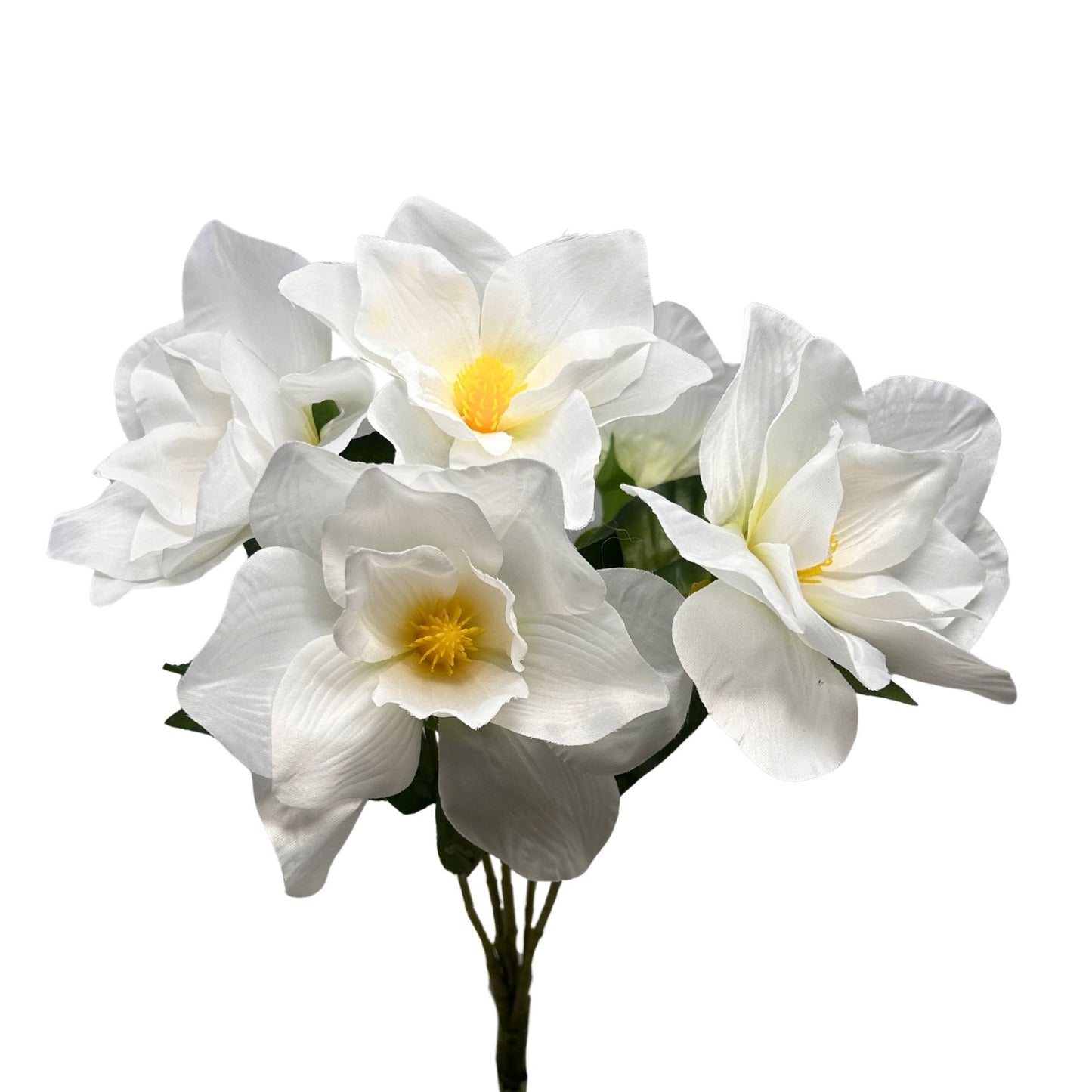 Pacific Magnolia Bush x5 -White - 19" | GTE