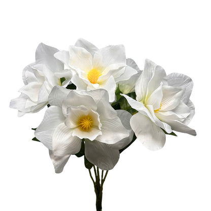 Pacific Magnolia Bush x5 -White - 19" | GTE