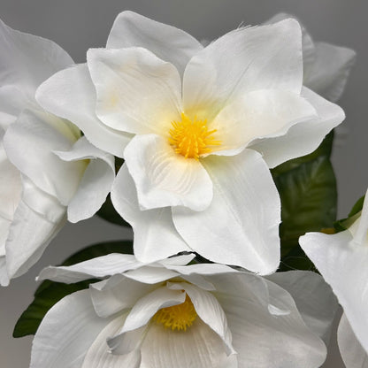 Pacific Magnolia Bush x5 -White - 19" | GTE