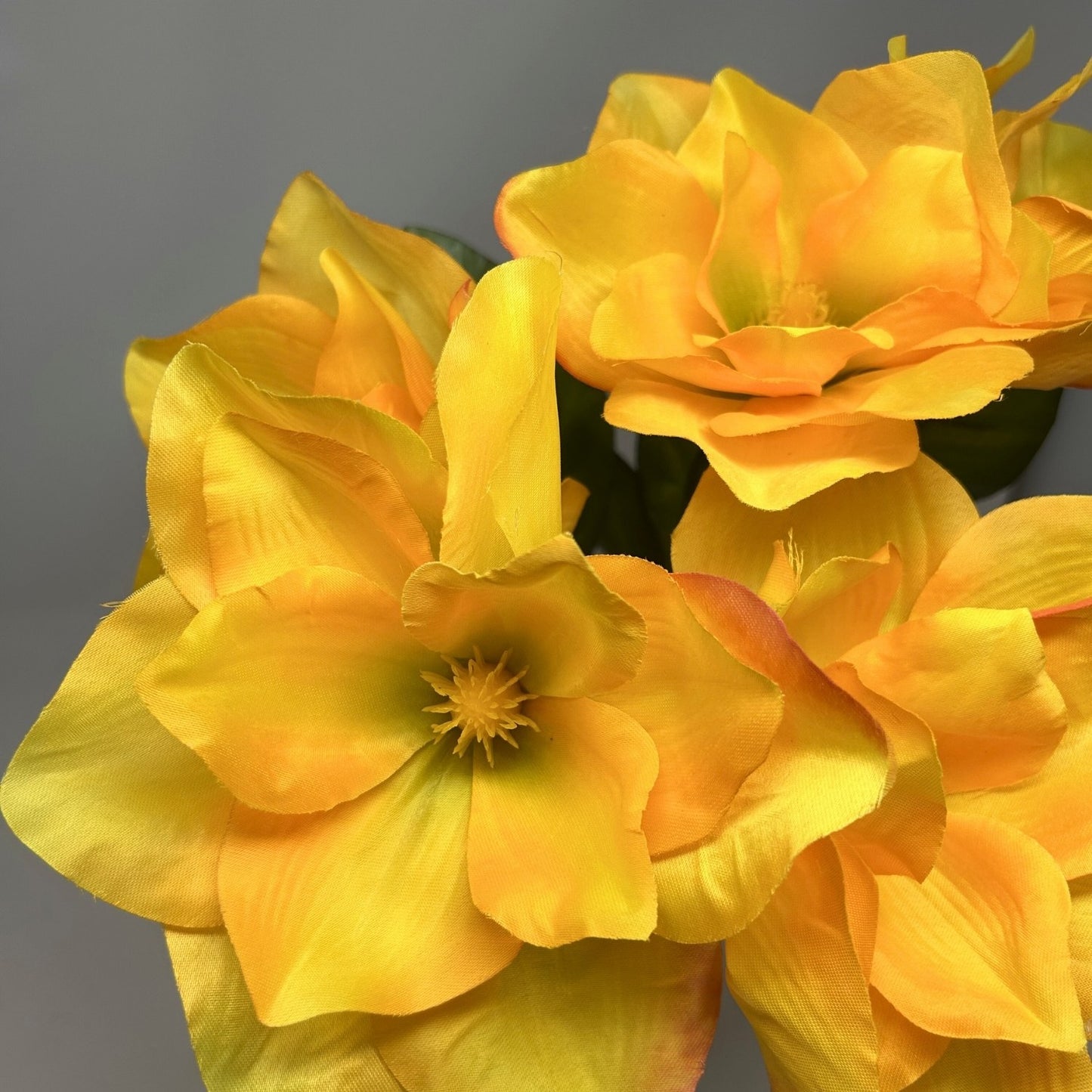 Pacific Magnolia Bush x5 -Yellow - 19" | GTE