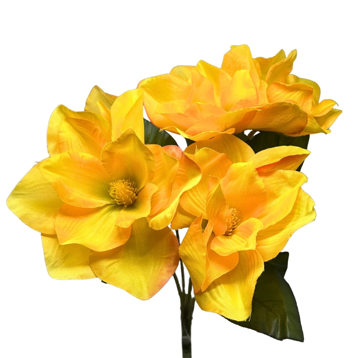 Pacific Magnolia Bush x5 -Yellow - 19" | GTE