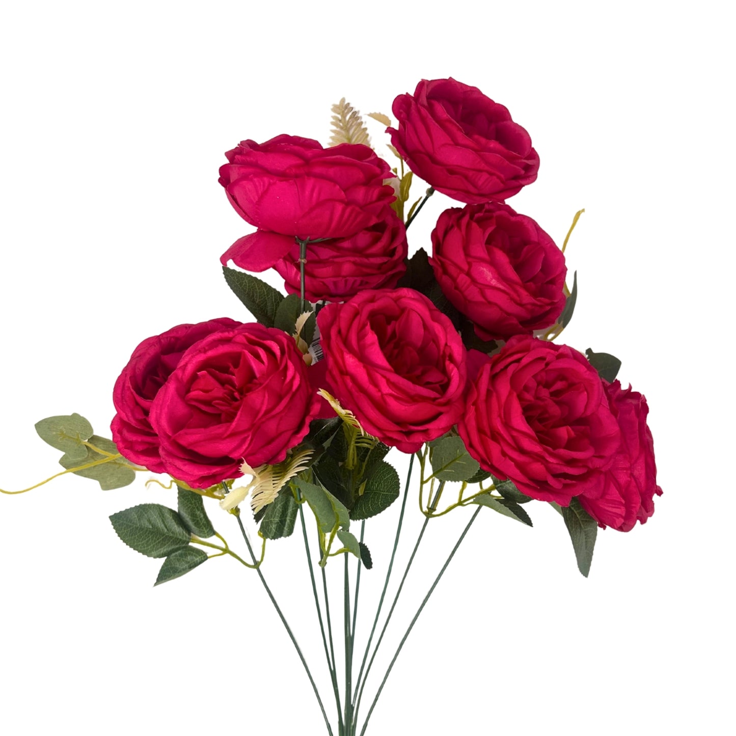 English Rose Bush x9 - 24" Beauty | GTE