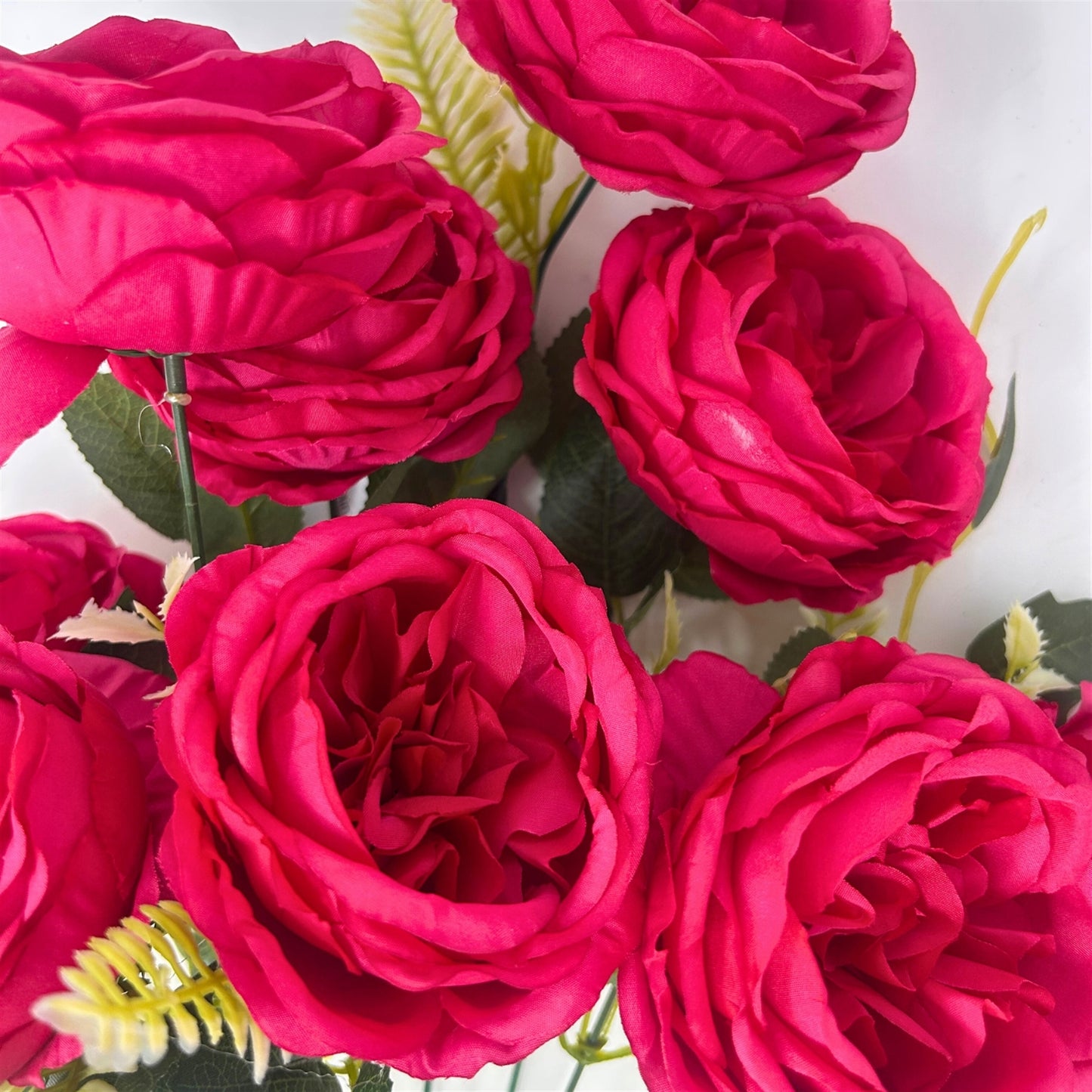 English Rose Bush x9 - 24" Beauty | GTE