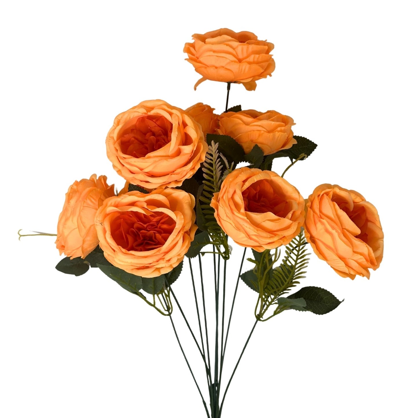 English Rose Bush x9 - 24" Orange | GTE