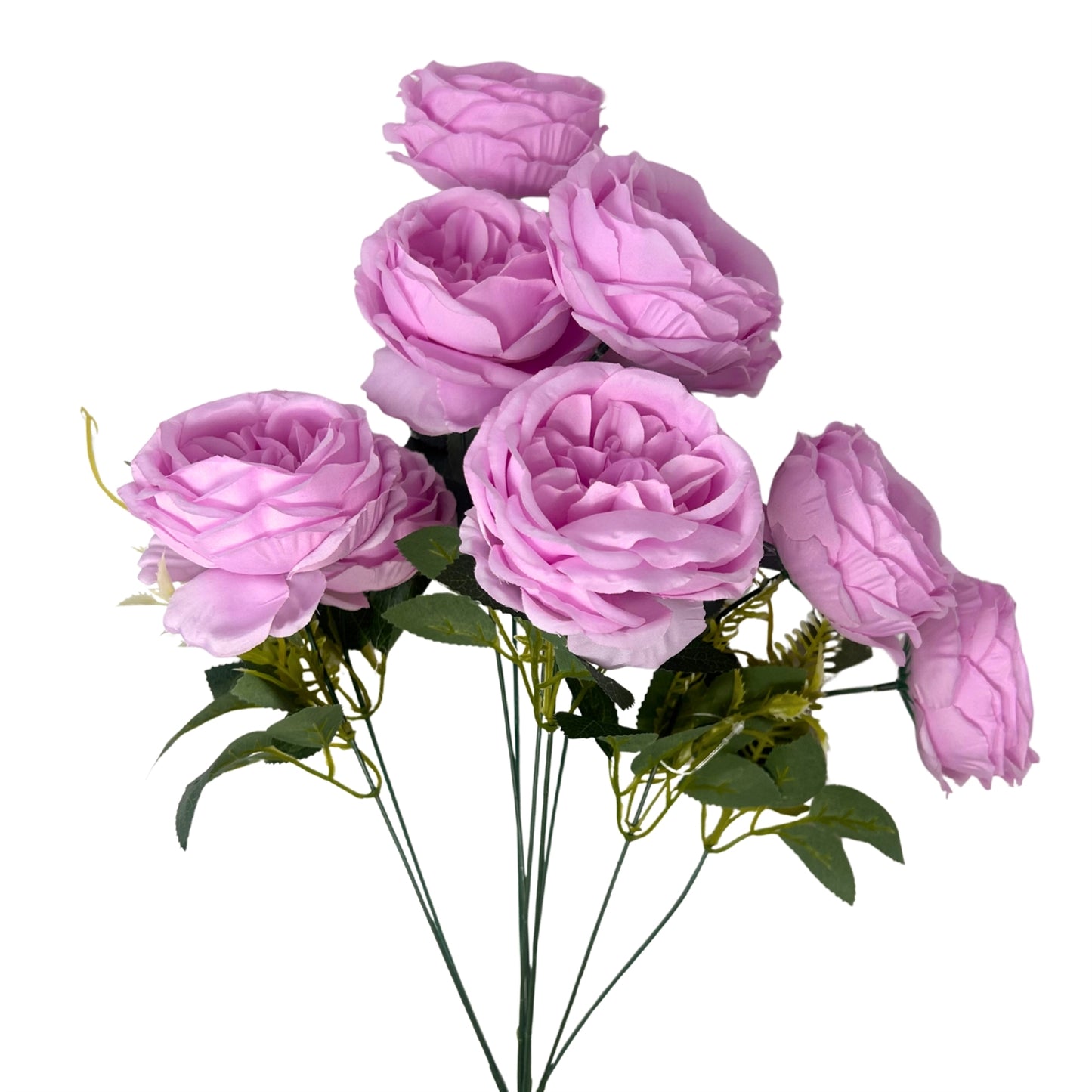 English Rose Bush x9 - 24" Lavender | GTE