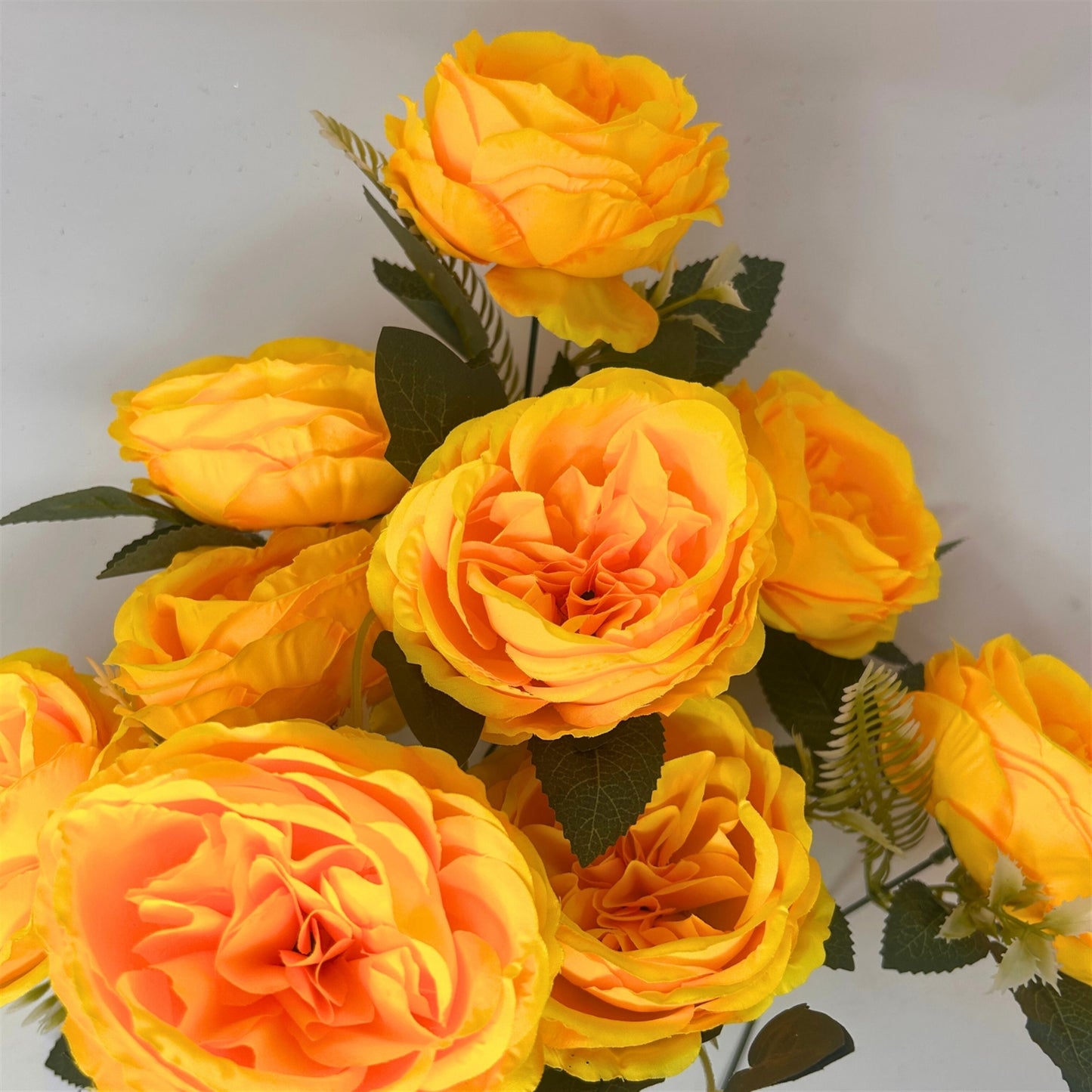 English Rose Bush x9 - 24" Yellow | GTE