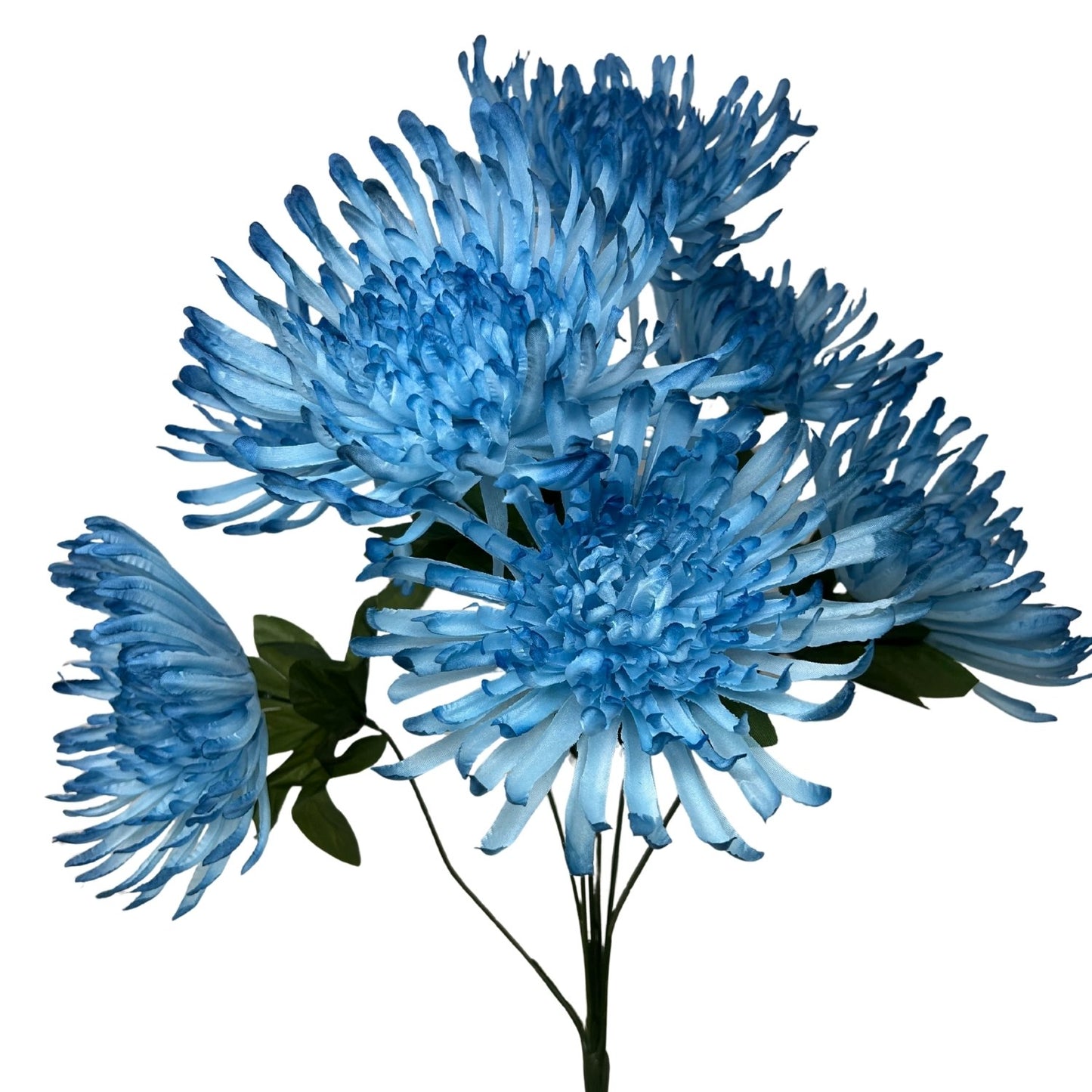 Large Spider Mum Bush x7 - 23" Blue | GTE