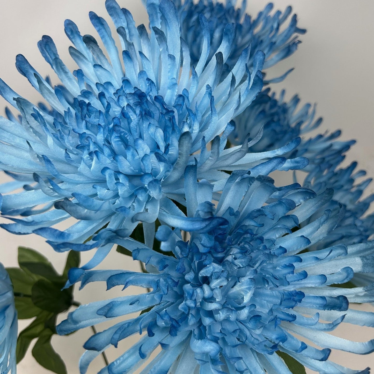 Large Spider Mum Bush x7 - 23" Blue | GTE