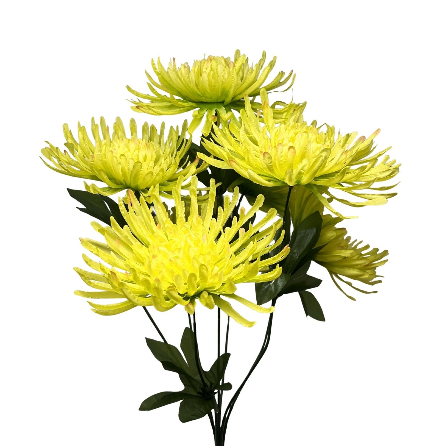 Large Spider Mum Bush x7 - 23" Lime | GTE