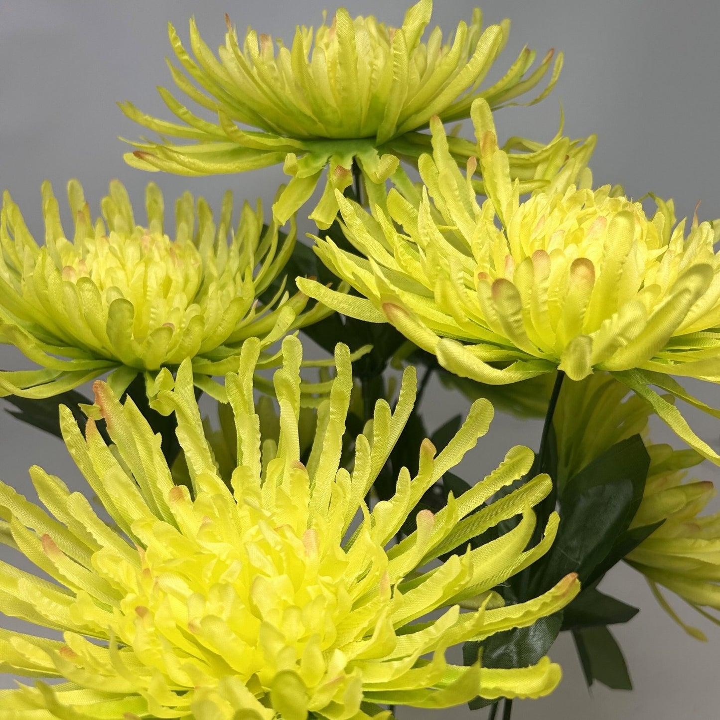 Large Spider Mum Bush x7 - 23" Lime | GTE