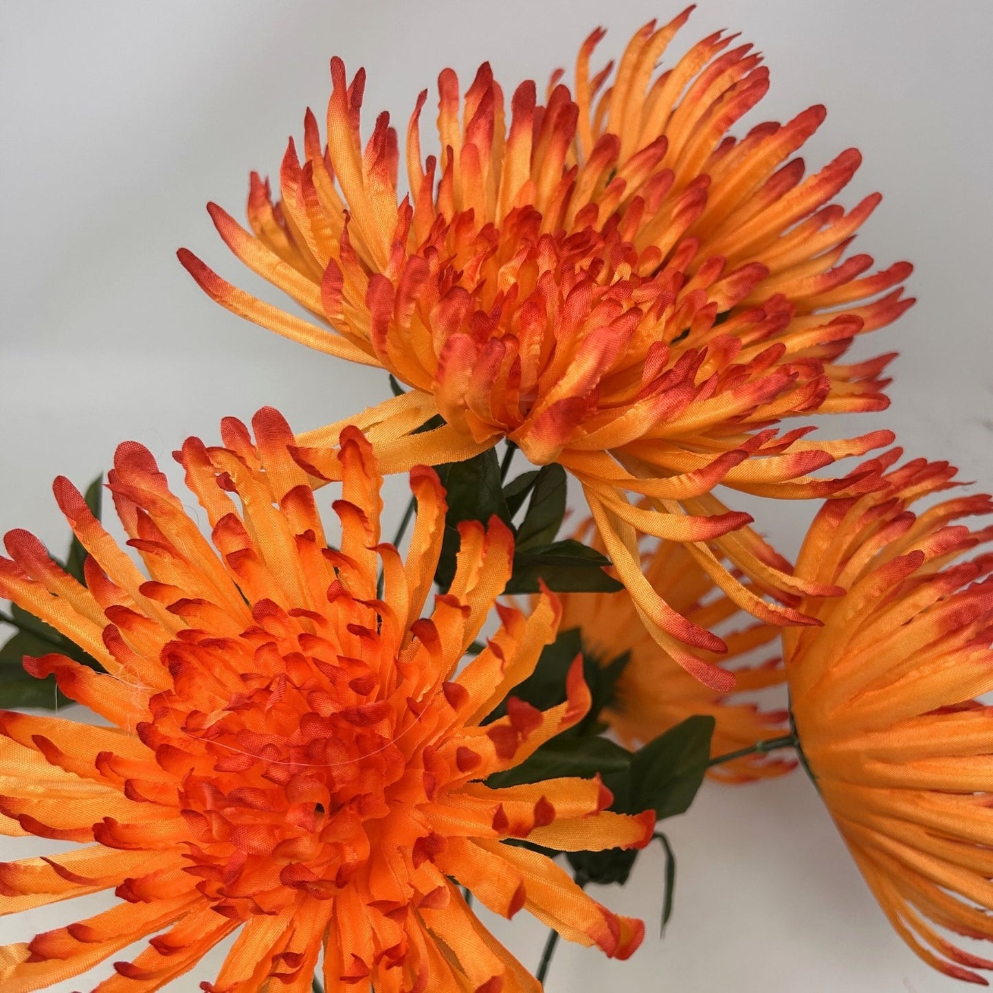 Large Spider Mum Bush x7 - 23" Orange | GTE