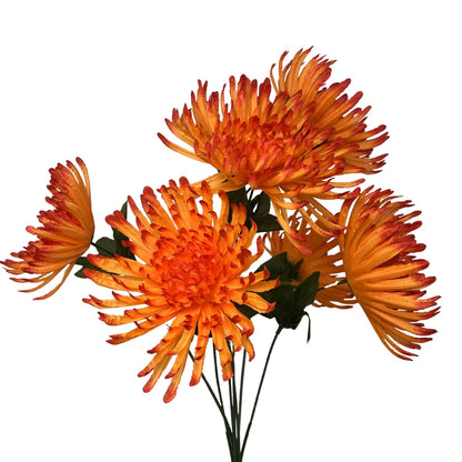 Large Spider Mum Bush x7 - 23" Orange | GTE
