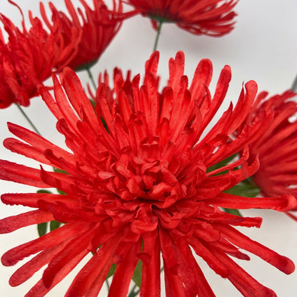 Large Spider Mum Bush x7 - 23" Red | GTE