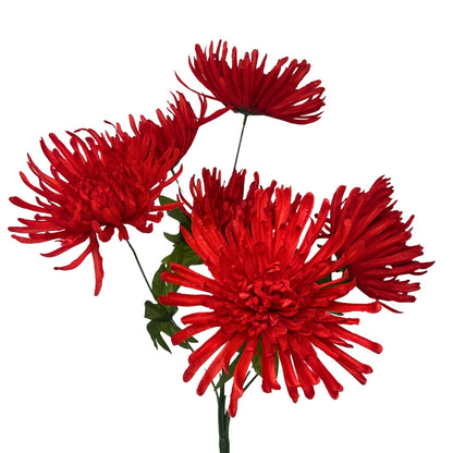 Large Spider Mum Bush x7 - 23" Red | GTE