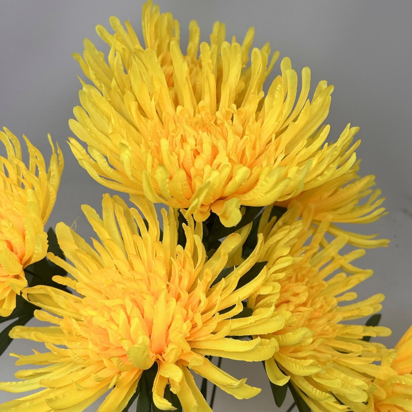 Large Spider Mum Bush x7 - 23" Yellow | GTE