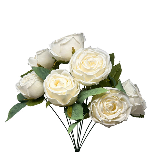 Cabbage Rose Bush x9 - 16" Cream | GTE
