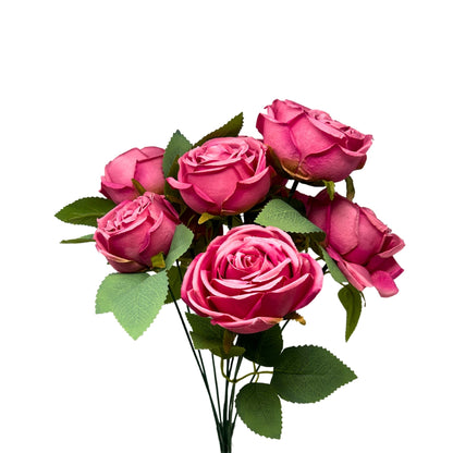 Cabbage Rose Bush x9 - 16" Dark Pink | GTE