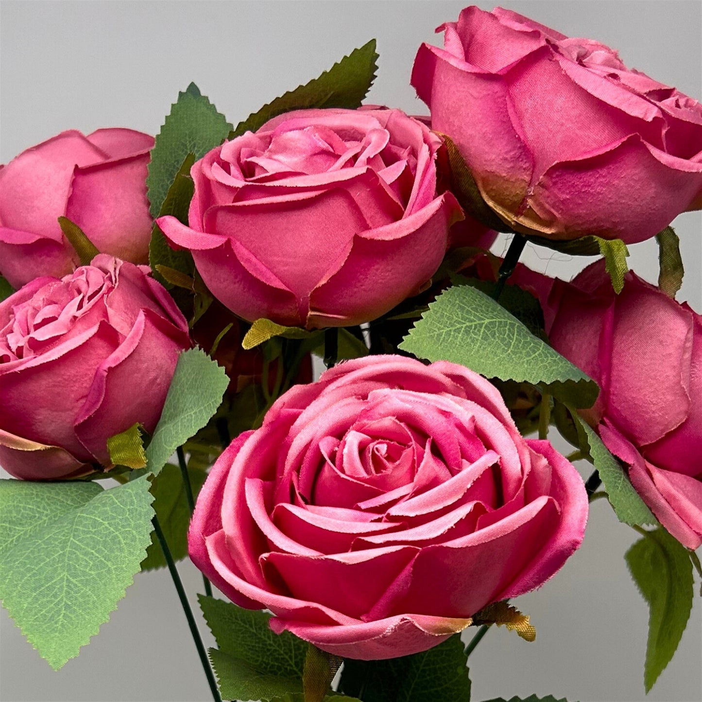 Cabbage Rose Bush x9 - 16" Dark Pink | GTE