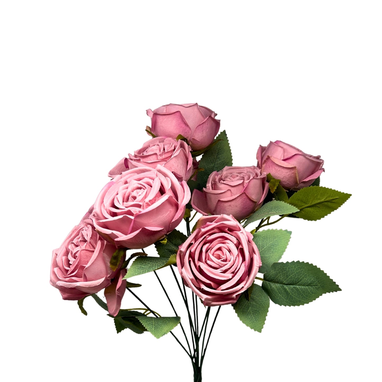 Cabbage Rose Bush x9 - 16" Lilac | GTE