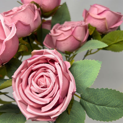 Cabbage Rose Bush x9 - 16" Lilac | GTE