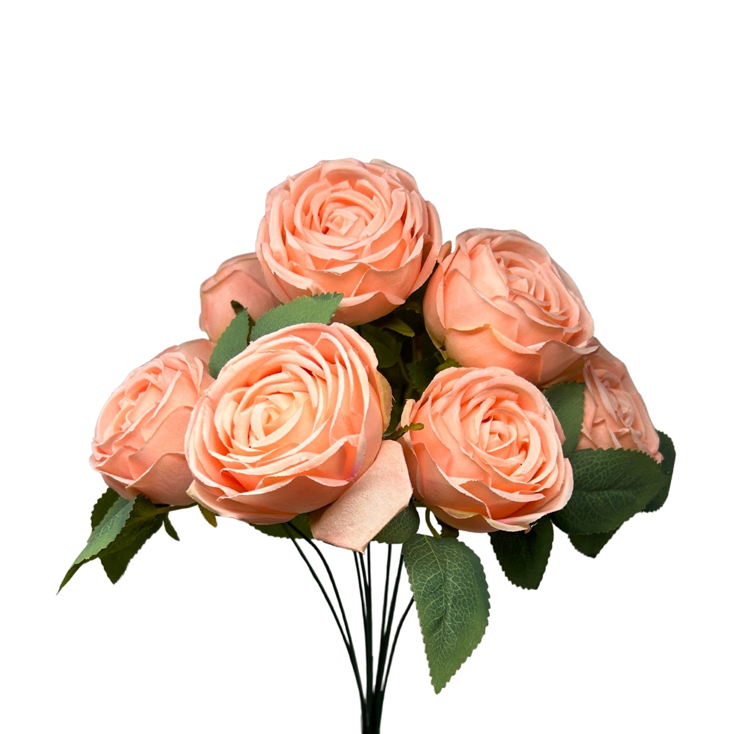 Cabbage Rose Bush x9 - 16" Peach | GTE