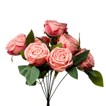 Cabbage Rose Bush x9 - 16" Pink | GTE