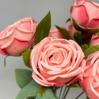 Cabbage Rose Bush x9 - 16" Pink | GTE