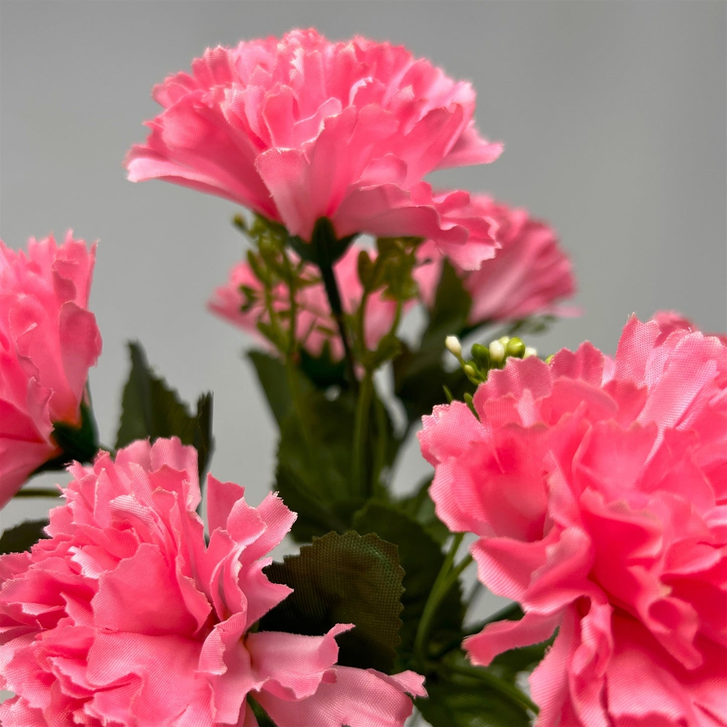 Carnation Bush x7 - Pink -13" | GTE