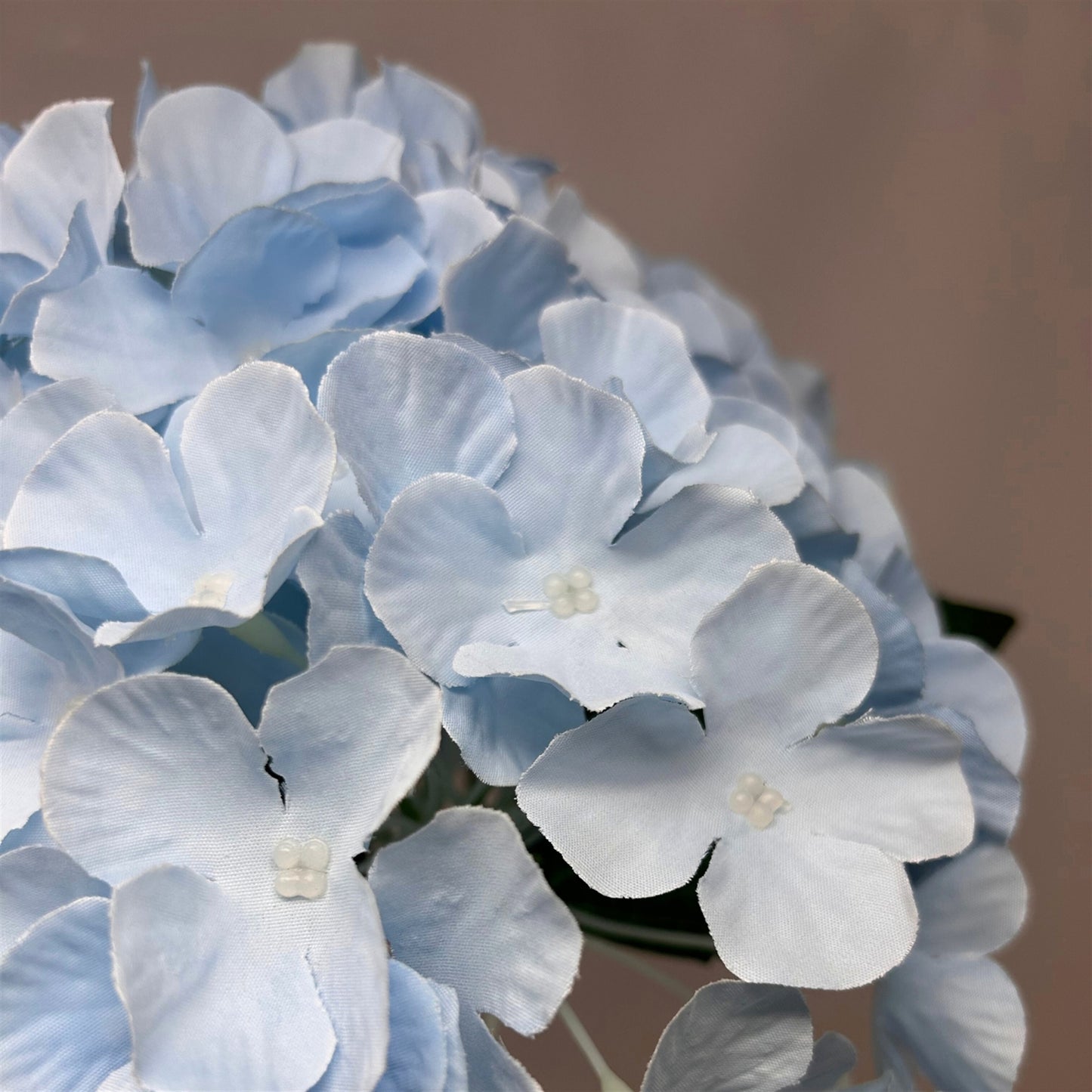 Southern Hydrangea Bush x5 - 18" Blue | QOE