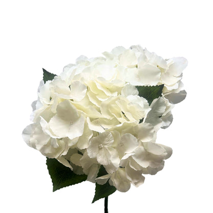 Southern Hydrangea Bush x5 - 18" Cream | QOE