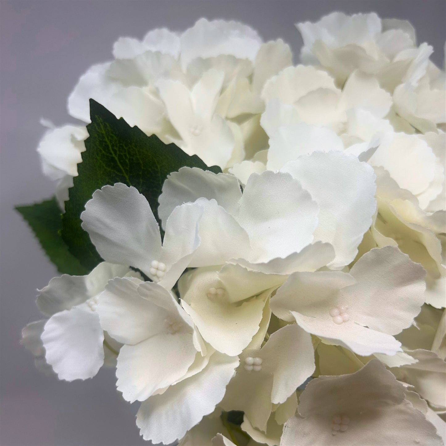 Southern Hydrangea Bush x5 - 18" Cream | QOE