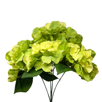 Southern Hydrangea Bush x5 - 18" Green | QOE
