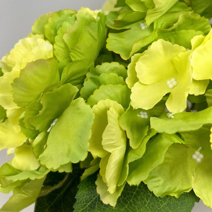 Southern Hydrangea Bush x5 - 18" Green | QOE