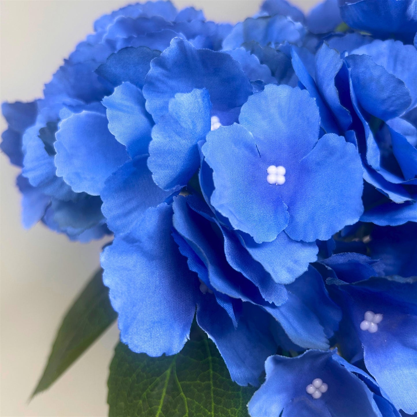 Southern Hydrangea Bush x5 - 18" Helio Blue | QOE