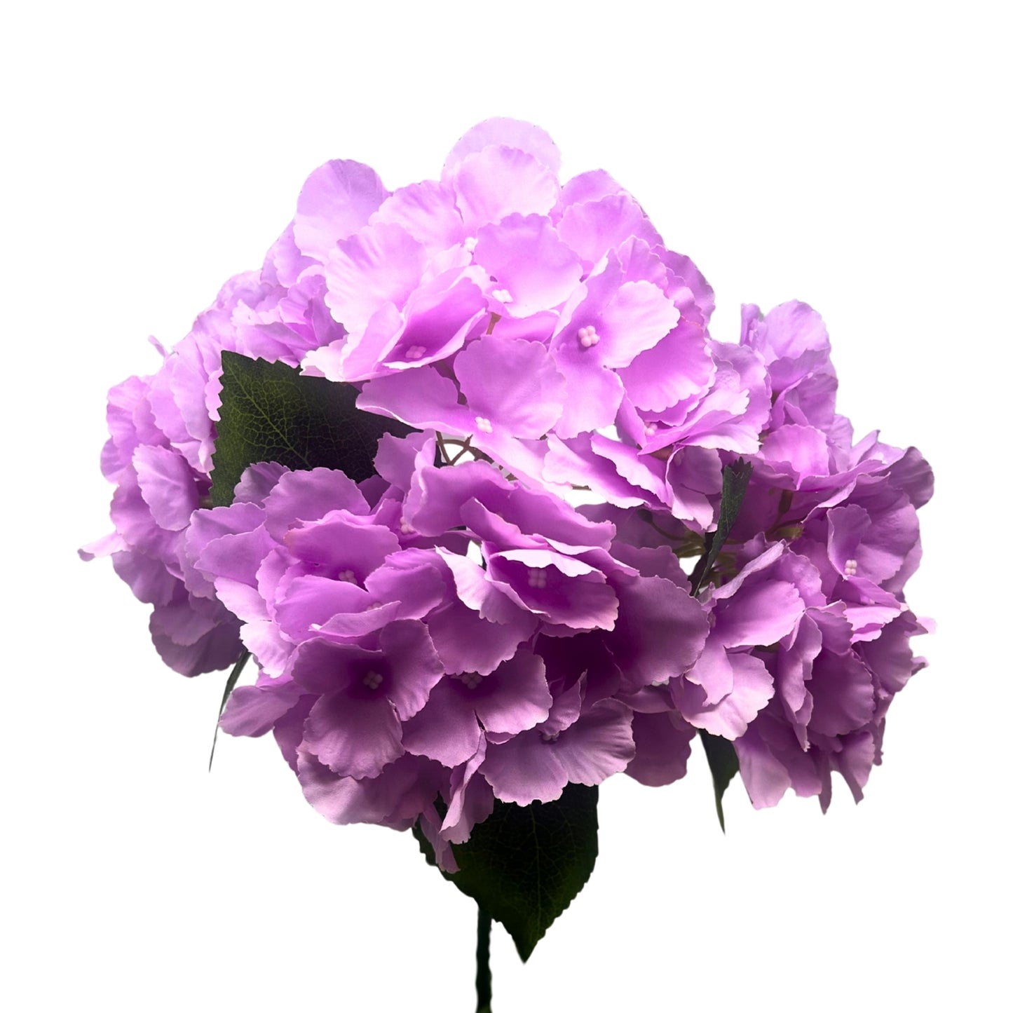Southern Hydrangea Bush x5 - 18" Lavender | QOE