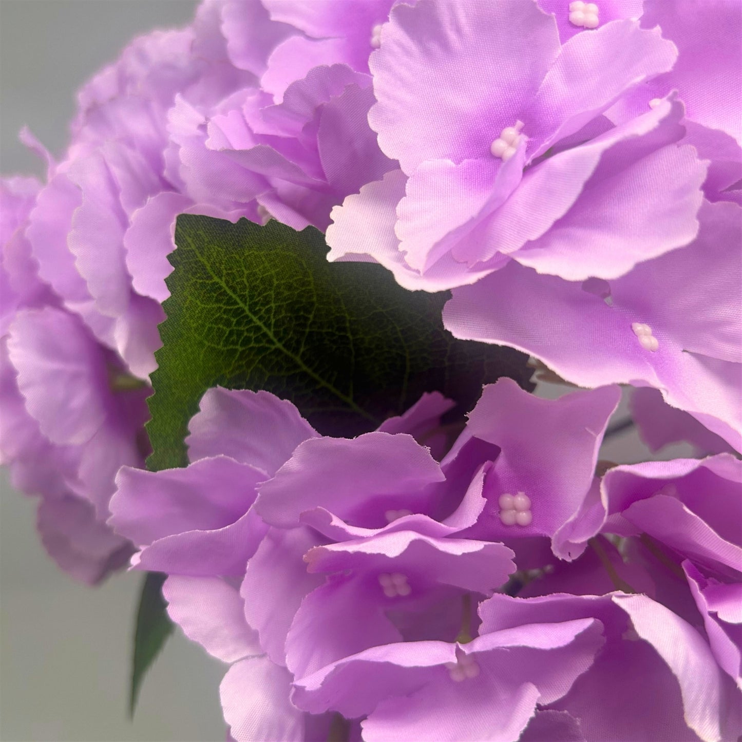 Southern Hydrangea Bush x5 - 18" Lavender | QOE