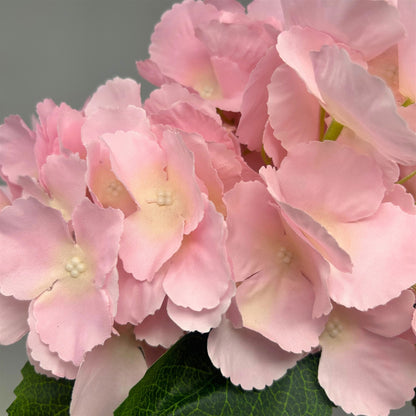 Southern Hydrangea Bush x5 - 18" LT. Pink | QOE