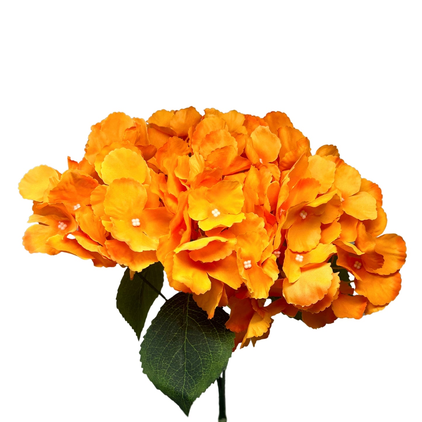 Southern Hydrangea Bush x5 - 18" Orange | QOE
