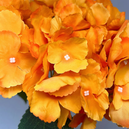 Southern Hydrangea Bush x5 - 18" Orange | QOE