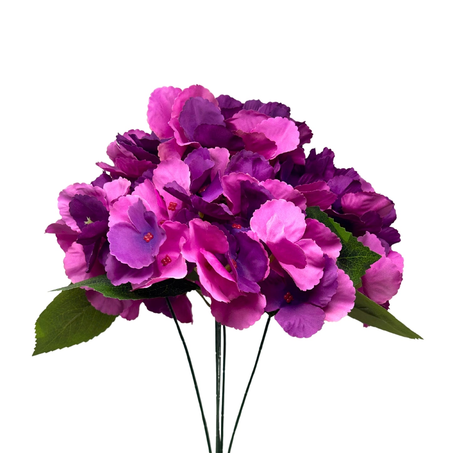 Southern Hydrangea Bush x5 - 18" Plum | QOE