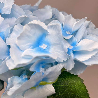 Southern Hydrangea Bush x5 - 18" Pale Blue | QOE