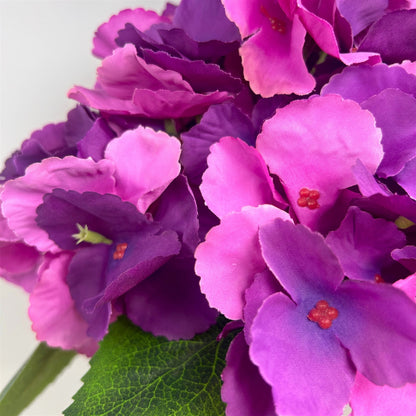 Southern Hydrangea Bush x5 - 18" Plum | QOE