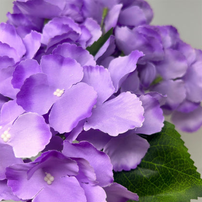 Southern Hydrangea Bush x5 - 18" Purple | QOE