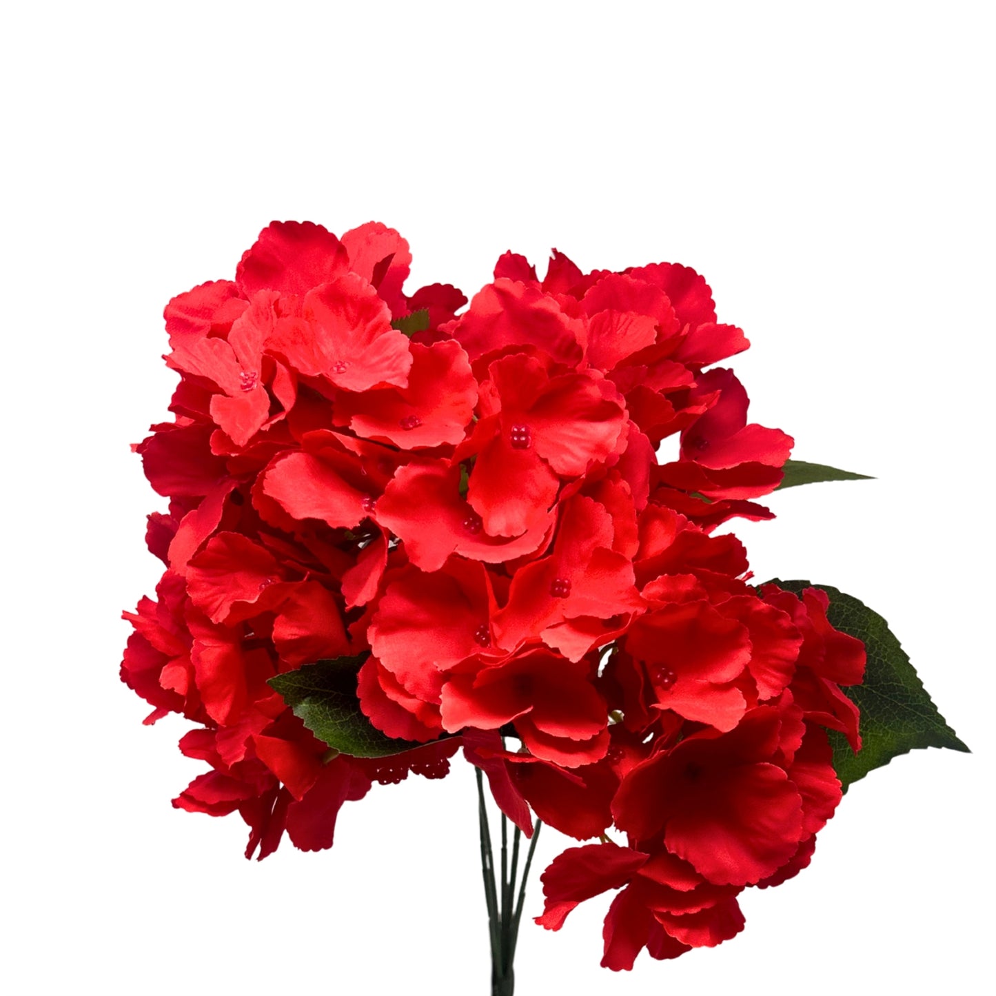 Southern Hydrangea Bush x5 - 18" Red | QOE