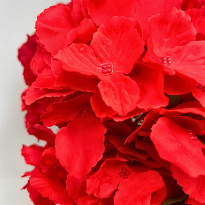Southern Hydrangea Bush x5 - 18" Red | QOE