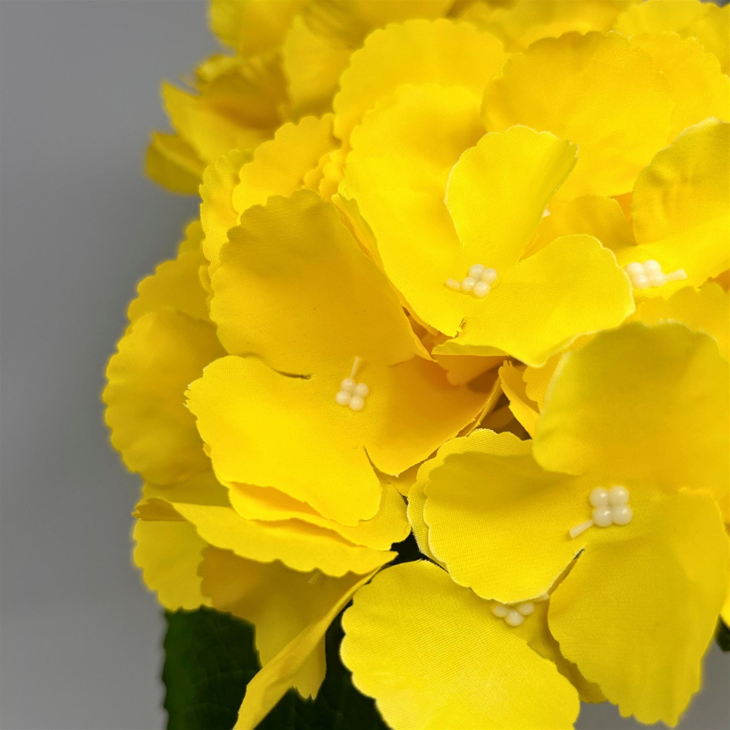 Southern Hydrangea Bush x5 - 18" Yellow | QOE