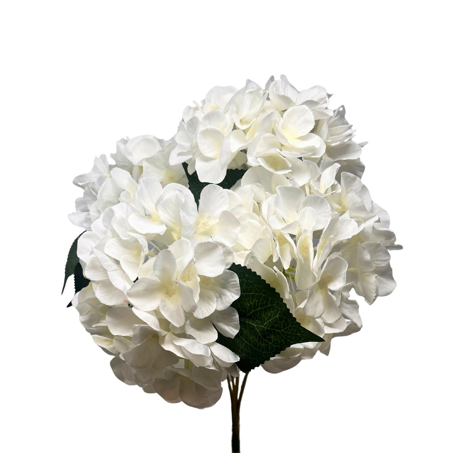 English Garden Hydrangea Bush x5 - 17" Cream