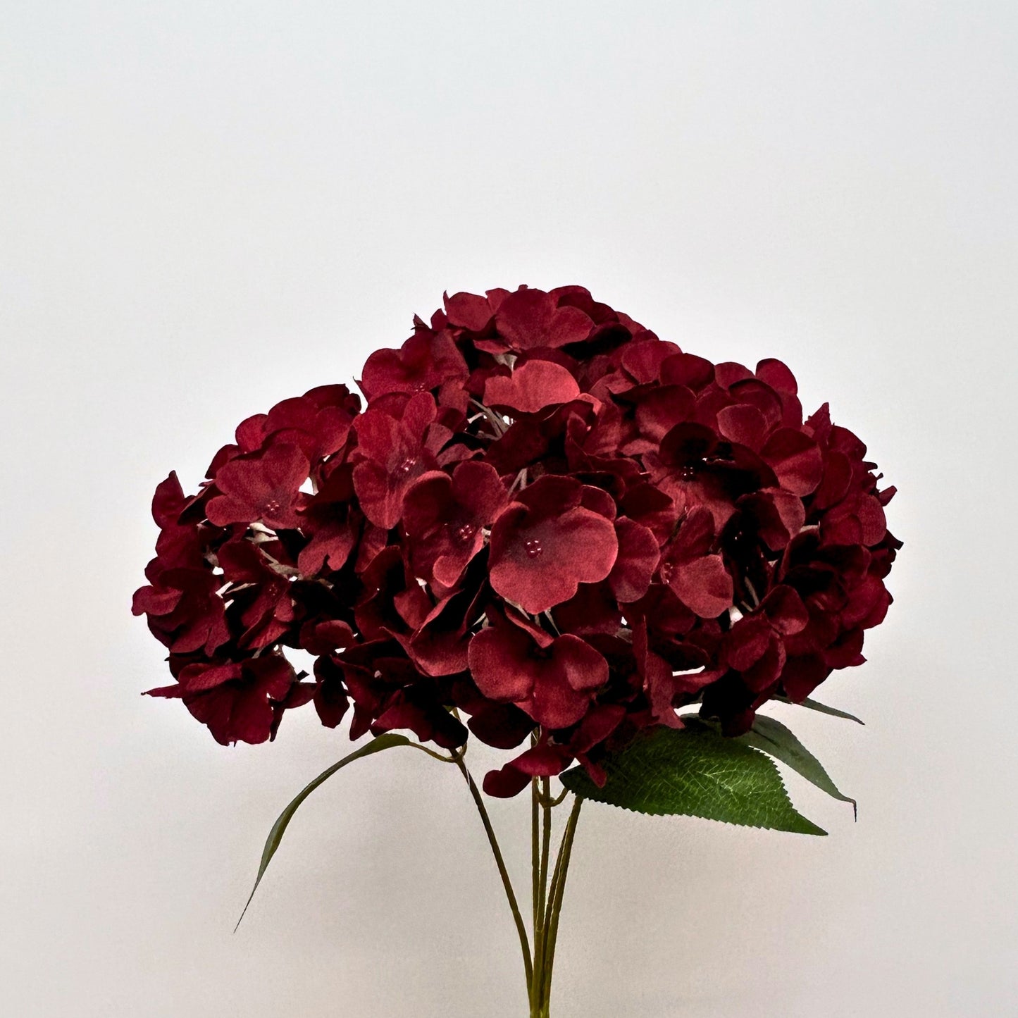 English Garden Hydrangea Bush x5 - 17" Dark Red
