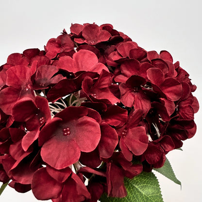 English Garden Hydrangea Bush x5 - 17" Dark Red