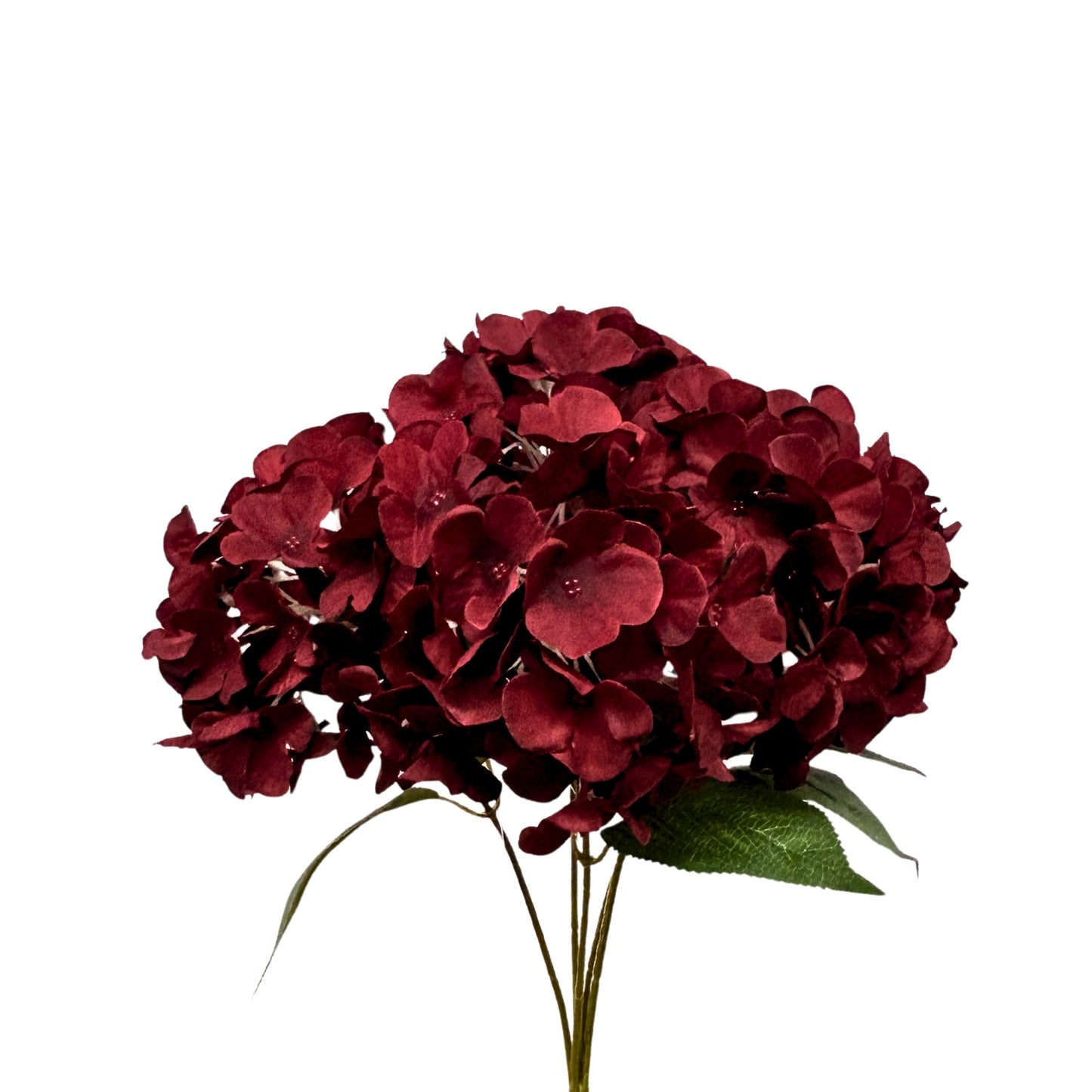 English Garden Hydrangea Bush x5 - 17" Dark Red